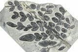 Carboniferous Fossil Fern (Odontopteris) - France #378044-1